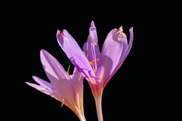 Einzelbl&uuml;te Herbstzeitlose im August 2025 mit schwarzen Hintergrund