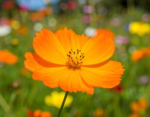 Vibrant orange cosmos flower in a field of wildflowers