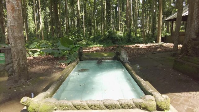 Real time, several monkeys are swimming in a pool in the middle of the monkey forest, Sangeh village, Bali, Indonesia, with large, shady trees.