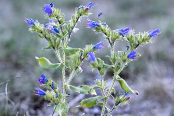 Blauroter Steinsame - Aegonychon purpurocaeruleum