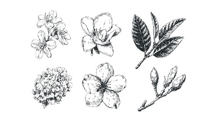 Collection of delicate ink sketch floral elements and leaves. Vector hand drawn illustration