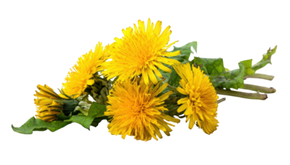 Close-up bunch of bright yellow dandelions
