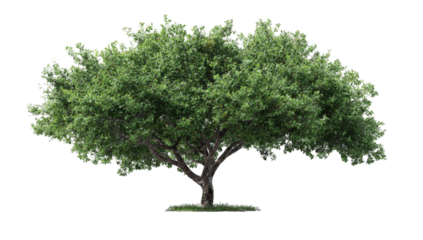 Lush green tree against black background (3)