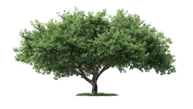 Lush green tree against black background (3)