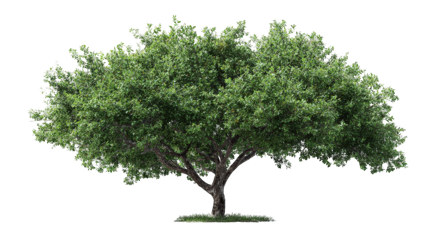 Lush green tree against black background (3)