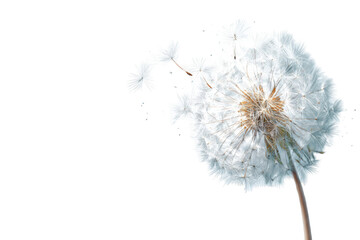 Close-up of a dandelion seed head (34)