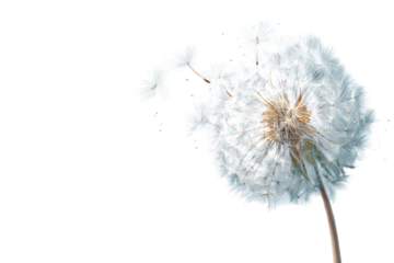 Close-up of a dandelion seed head (34)