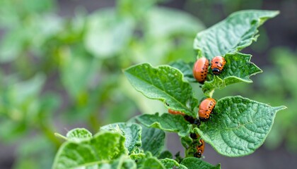 Close-up of potato beetles on potato leaves