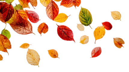 Colorful autumn leaves falling