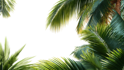 Lush tropical palm leaves
