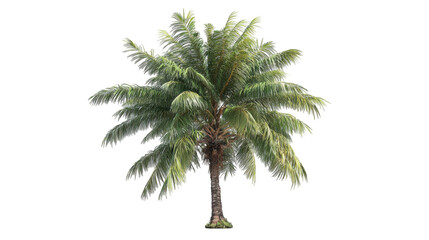 Obraz premium Palm tree, vibrant green leaves