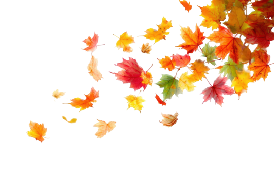Autumn leaves falling