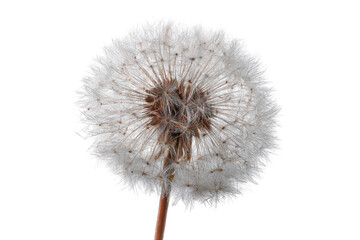 Close-up of a dandelion seed head (39)