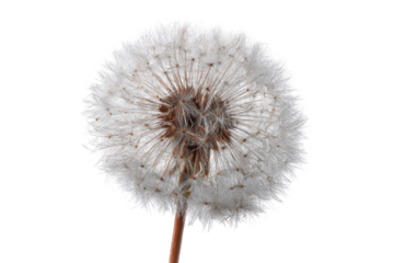 Close-up of a dandelion seed head (39)