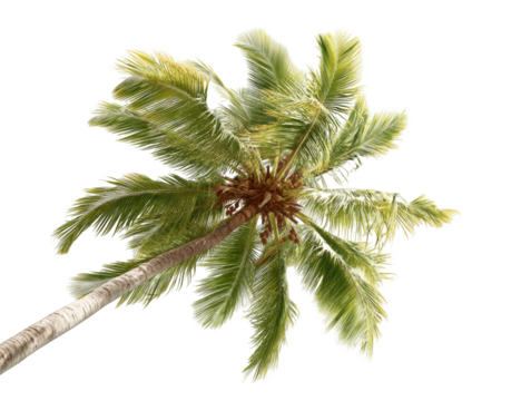 Palm Tree Top-Down View