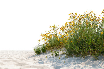 Coastal wildflowers on a sandy dune