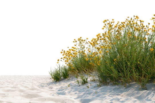 Coastal wildflowers on a sandy dune