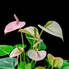 Flamingo flower (Anthurium) growing in a room