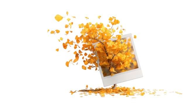 Autumn leaves surround a photo