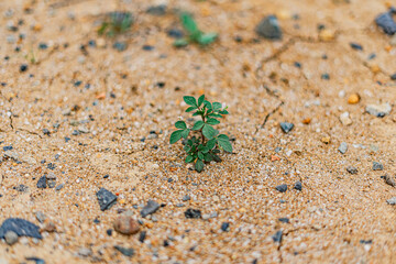 Resilience: A Tiny Plant Thriving in Arid Land