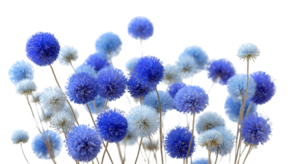 Cluster of dried, spherical flowers in shades of blue and white