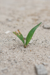 Resilience: A Young Plant Sprouting in Arid Sand