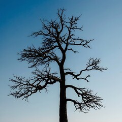 Silhouette of a lone tree against a clear blue sky in minimalistic natural landscape.