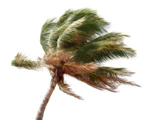 Palm tree branch in strong wind