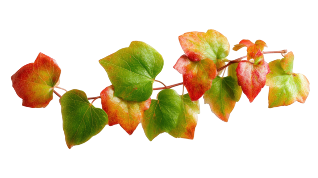 Vibrant autumn leaves on a branch (2)