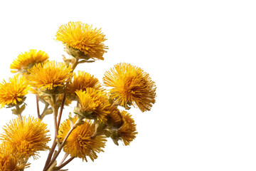 Naklejka premium Close-up of a cluster of yellow flowers