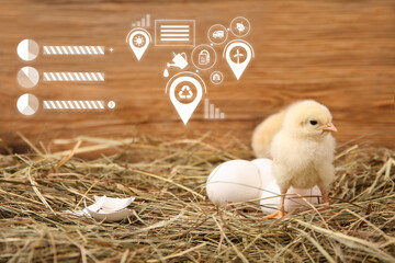 Nest with cute little chicks and egg shell on wooden background