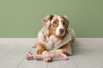 Fluffy Australian Shepherd dog with rope toy lying near green wall