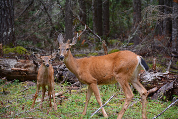 Black-Tailed Deer Doe And Fawn Standing In Woodland