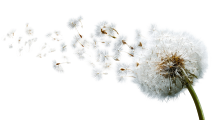 A dandelion seedhead dispersing seeds in a dramatic wind