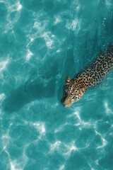 Naklejka premium Powerful leopard swimming in clear turquoise water symbolizing strength and freedom