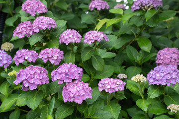 紫のアジサイ