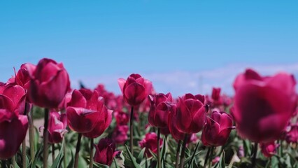 Field filled with vibrant dark pink tulips under bright sunlight. Serene atmosphere evokes feelings of peace and tranquility outdoors.