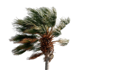 A palm tree, dramatically affected by wind