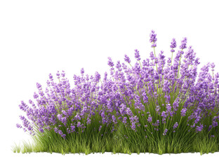 Naklejka premium Lush lavender field against black background