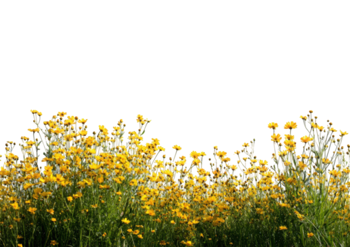 A field of yellow wildflowers - Powered by Adobe