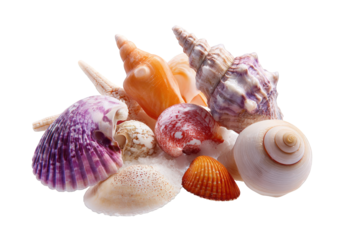 Colorful seashells on sand