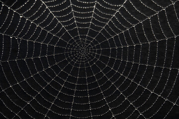 Obraz premium Macro Spiderweb with Dew Drops in Sharp Focus Against Dark Background with Oblique Lighting