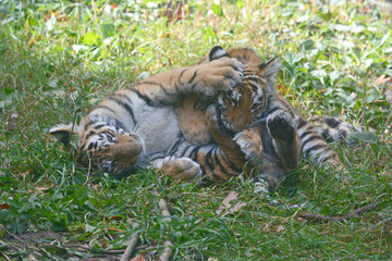 Siberian Tiger Cubs Playing In Shaded Meadow