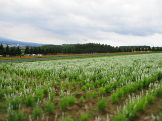 Flower Land Kamifurano, Hokkaido, Japan - Diorama Effect
