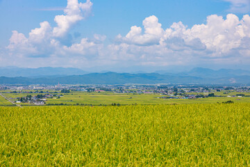 夏空の下に広がる気持ちいい喜多方地方の田園風景