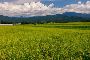 夏空の下に広がる気持ちいい喜多方地方の田園風景