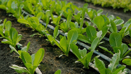 Organic lettuce garden in a healthy vegetable garden. Healthy eating concept. Grow your own vegetables at home. Healthy organic vegetable garden. Green leafy vegetables.
