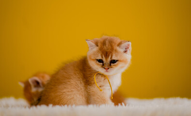 Cute orange kitten and cute pet living together. Cute cat is growing up.