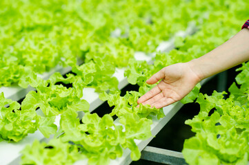 Organic lettuce garden in a healthy vegetable garden. Healthy eating concept. Grow your own vegetables at home. Healthy organic vegetable garden. Green leafy vegetables.