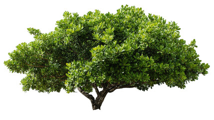 Lush green foliage shrub